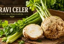Pravi Celer